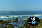 Pacific Post Cards (5 Pack)
