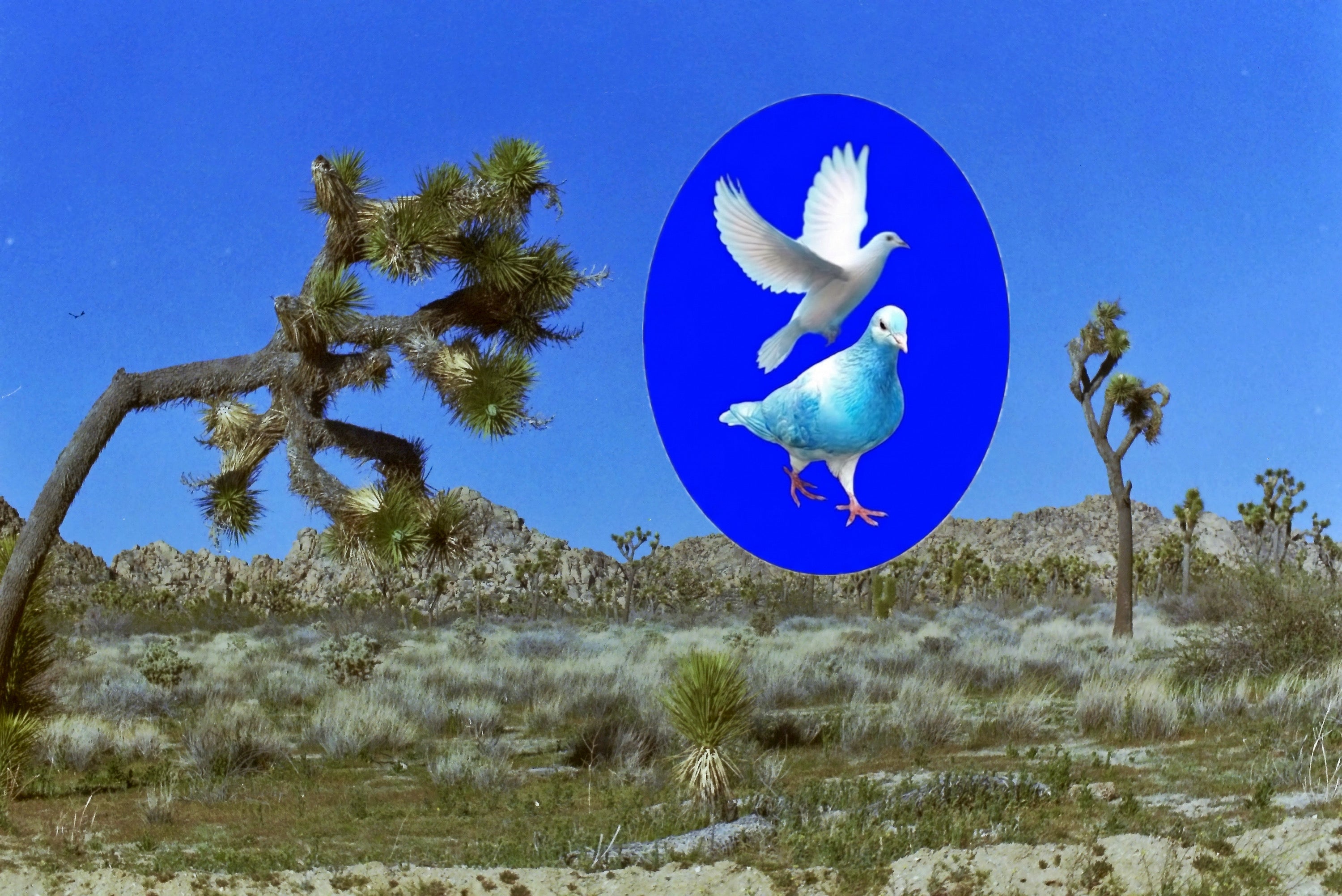 Mojave Post Cards (5 Pack)